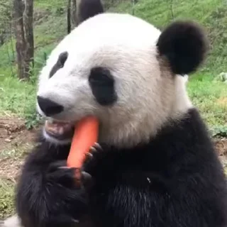 🐼