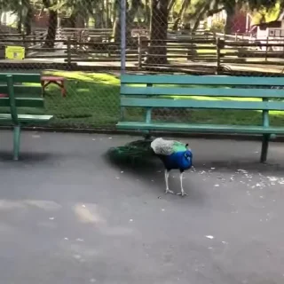 🦚