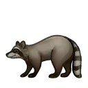 🦝