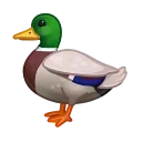 🦆