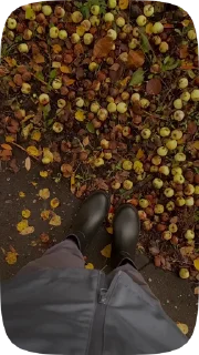 🍁