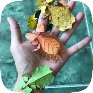 🍁