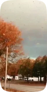 🍁
