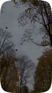 🍁