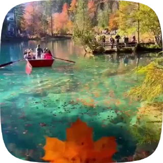 🍁