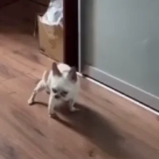 👽