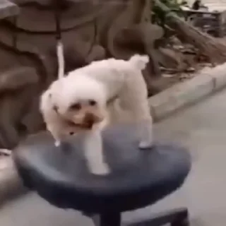 🤪