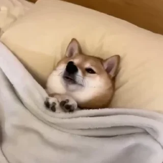 🥺