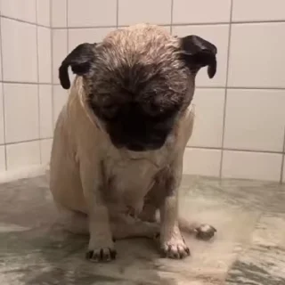🥺