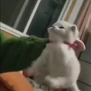 🥺
