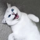 😺