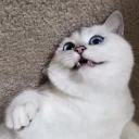 😼