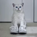👞