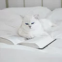 📚