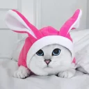 🐰