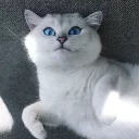 😺