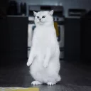 😼