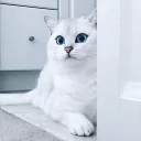 😼