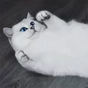 😾