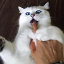 😼