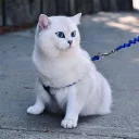 😾