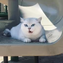 😼