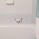 ✋