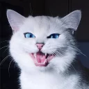 😼