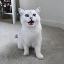 😾