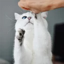 ✋