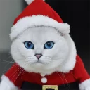 😾