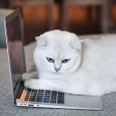 🖥