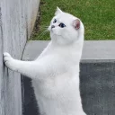😼