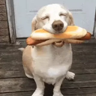 🌭