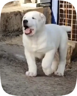 🐶