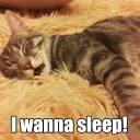 💤