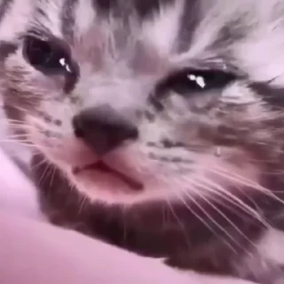 😪