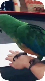 🦜