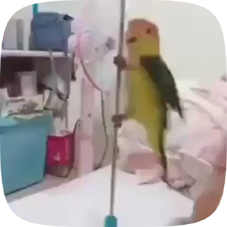 🦜