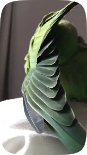 🦜