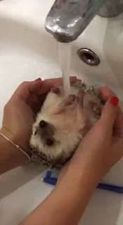 🦔