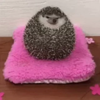 🦔