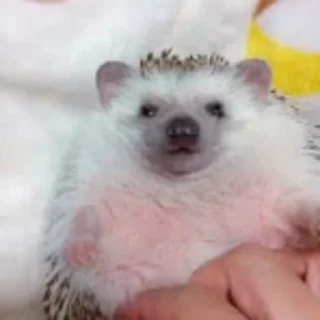 🦔