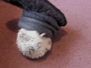 🦔