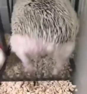 🦔