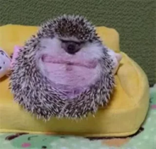 🦔
