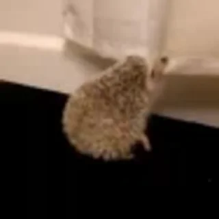 🦔