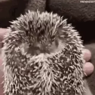 🦔