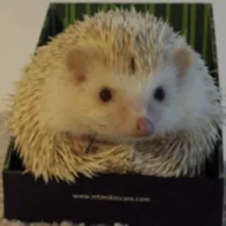 🦔