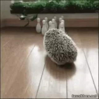 🦔